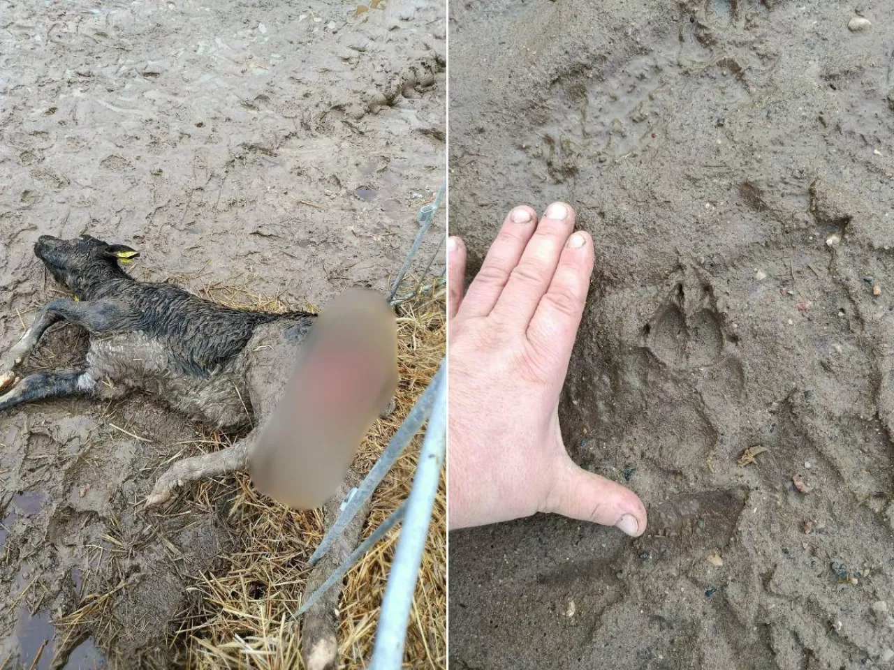 Atak wilka na zwierzęta gospodarskie