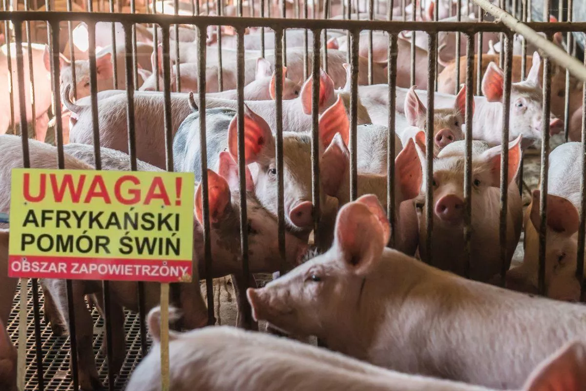 ASF kosztował Polskę ponad 20 mld zł. Eksperci alarmują: bez tych zmian będzie tylko gorzej