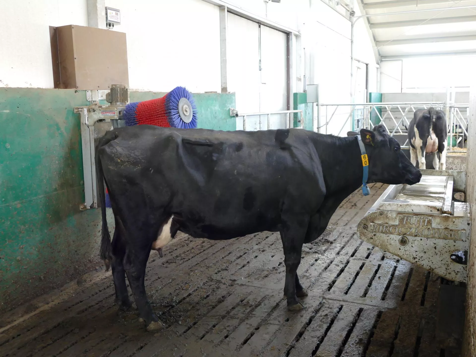 4 litry mleka więcej od krowy? W Holandii postawili na czystą wodę