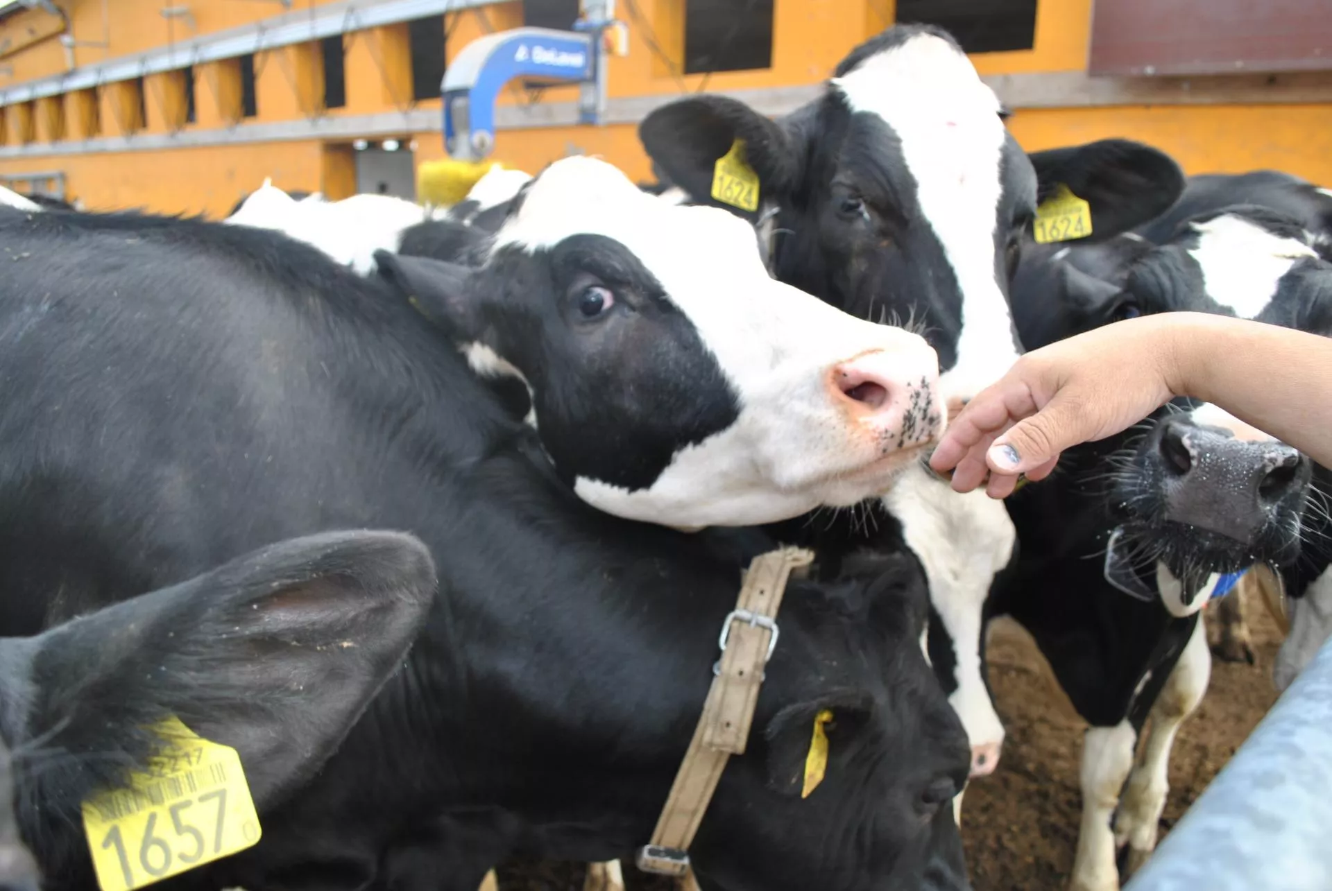 Przeszkolili jałówki przed wycieleniem. Efekt? 2 kg mleka dziennie więcej