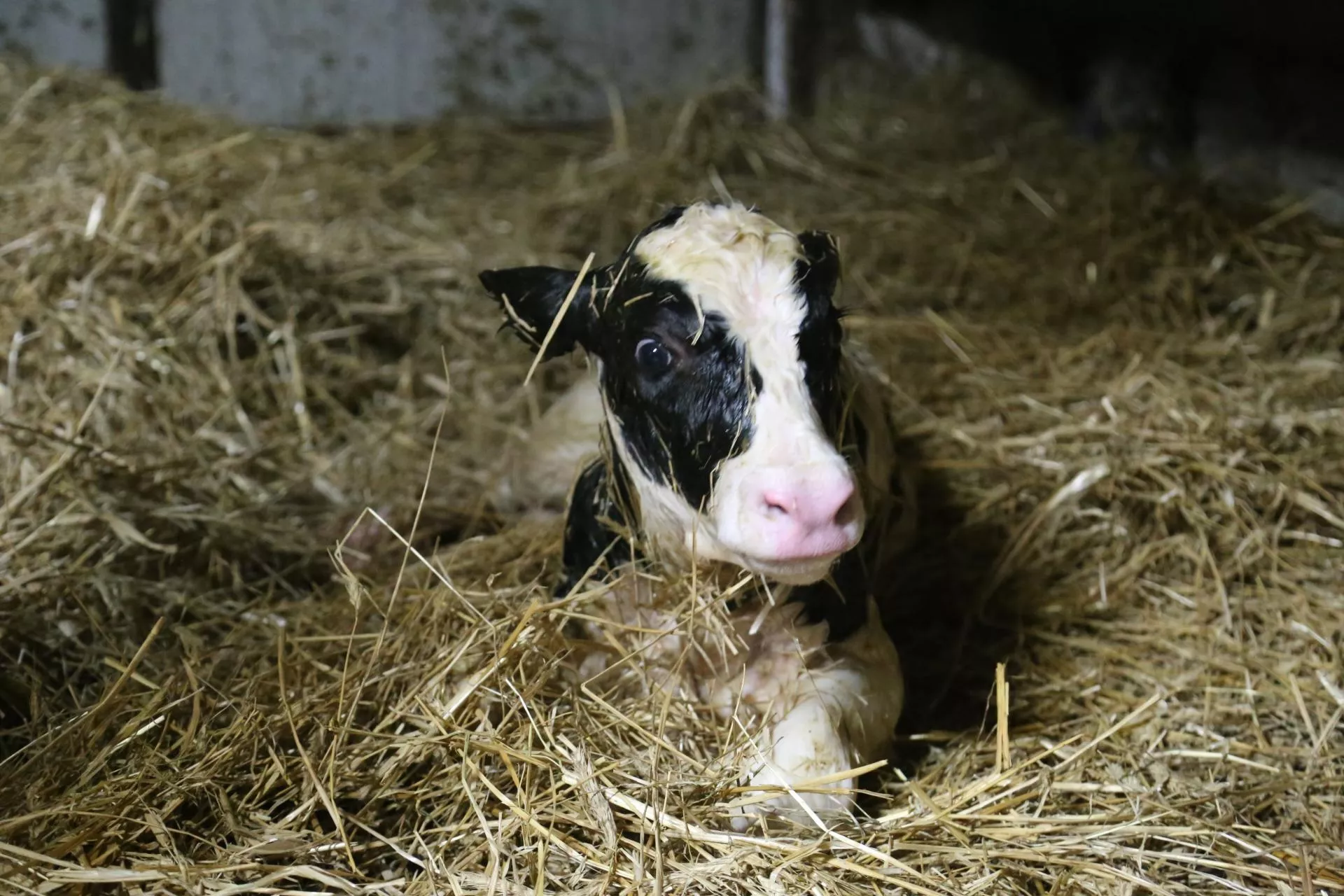 Jak gwałtownie „ruszyć” cielę po urodzeniu? Ten składnik robi największą różnicę