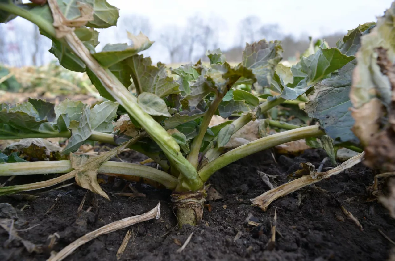 Połowa nawozu idzie w błoto? Sprawdź, jak podnieść efektywność azotu