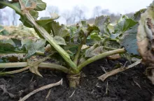 Rzepak jest łakomy na azot. Przy wysokich dawkach składnika, optymalizacja kosztów nawożenia przez wsparcie efektywności azotu, np. siarką, ma szczególne znaczenie