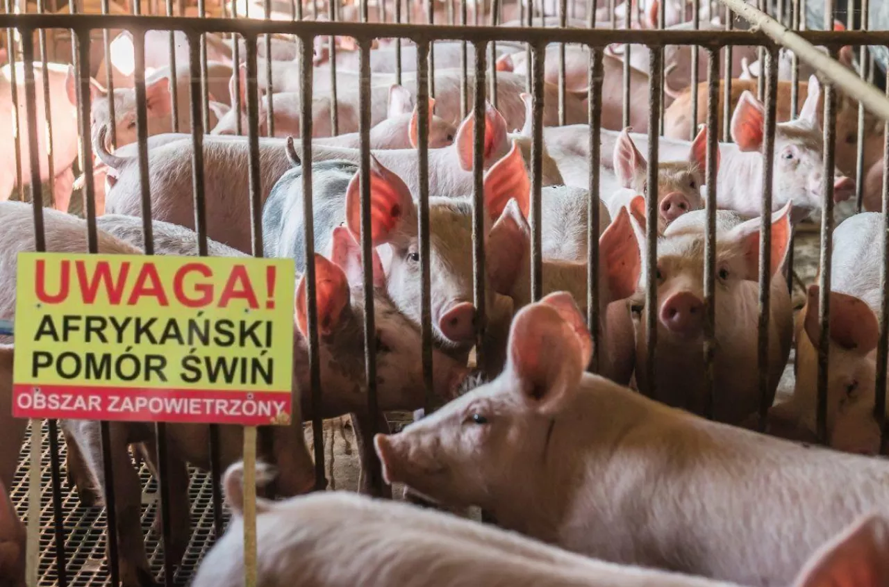 ASF kosztował Polskę ponad 20 mld zł. Eksperci alarmują: bez tych zmian będzie tylko gorzej