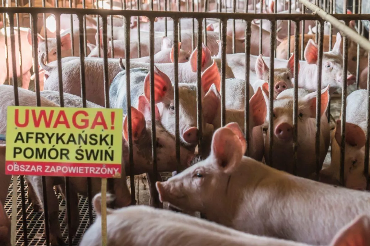 Zdaniem ekspertów, koszty związane z afrykańskim pomorem świń rosną, a wirus wciąż pozostaje poza kontrolą