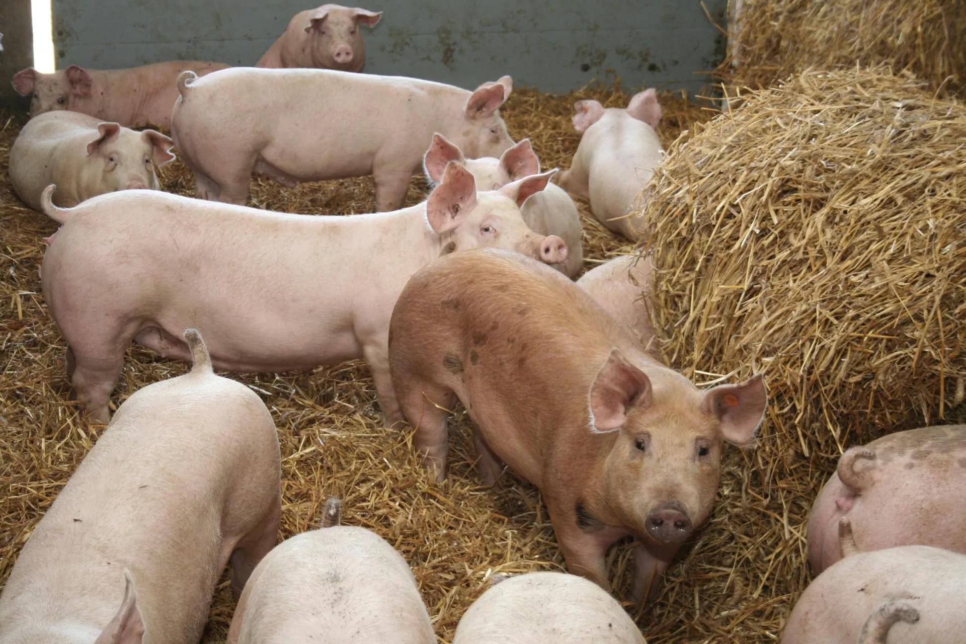 IRZplus: mało czasu w spis zwierząt. Bez tego rolnik straci dopłaty