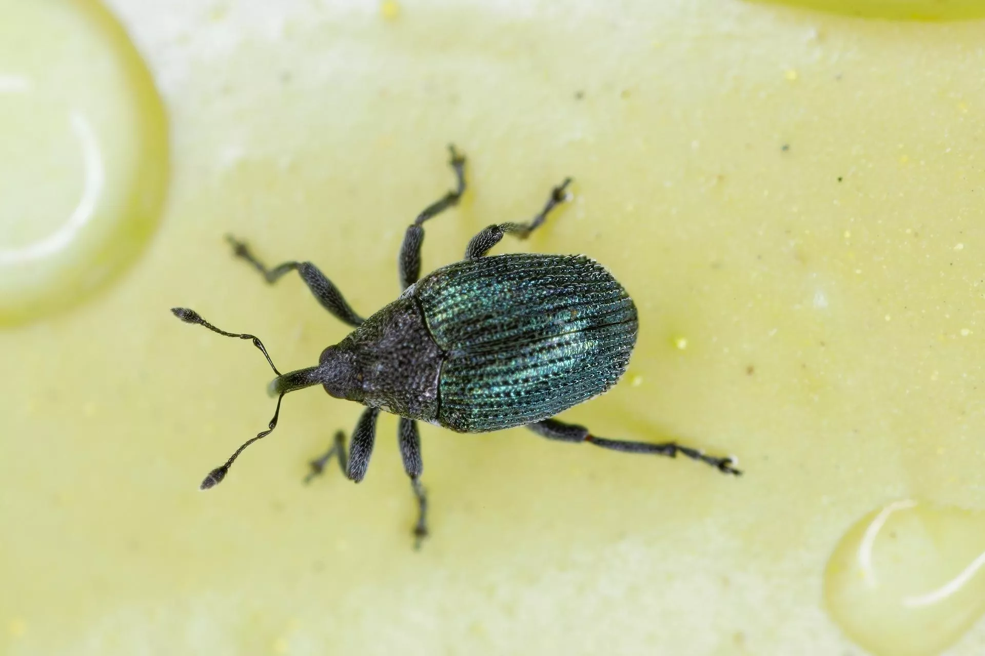 Alarm w rzepaku. Chowacz granatek pojawił się już zimą