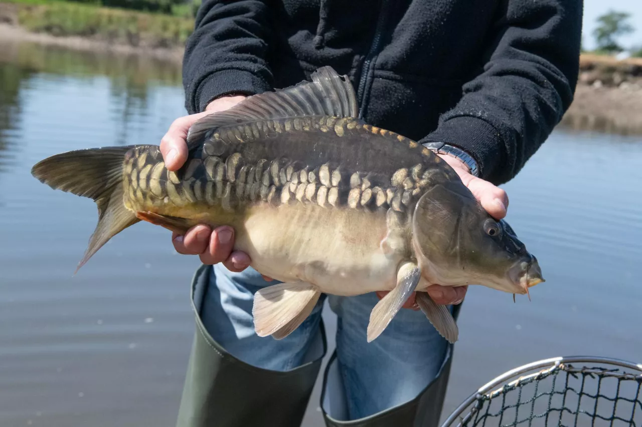 3 lata hodowli, 2 tygodnie sprzedaży. Tak działa rynek karpia w Polsce