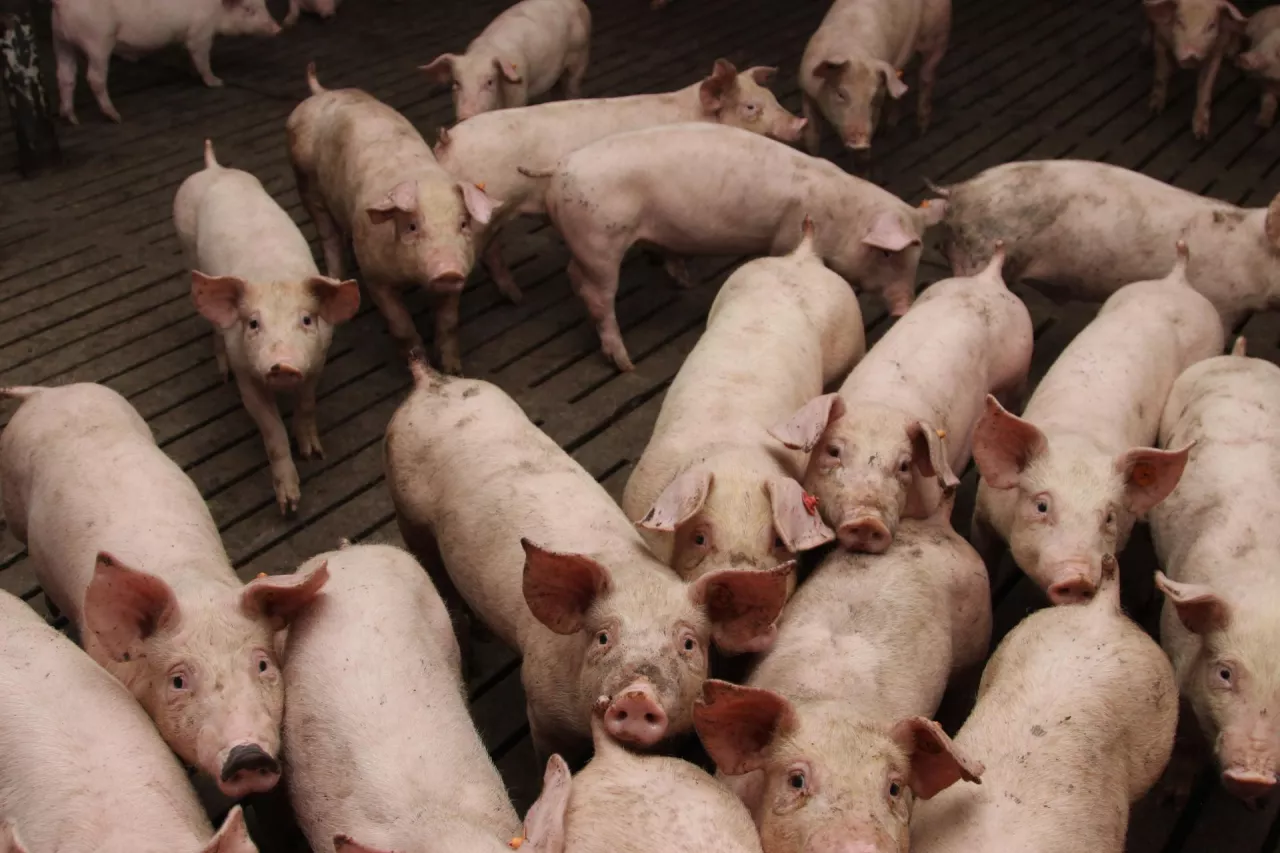 Z danych GUS wynika, że najszybciej spada pogłowie w grupie warchlaków i świń na chów