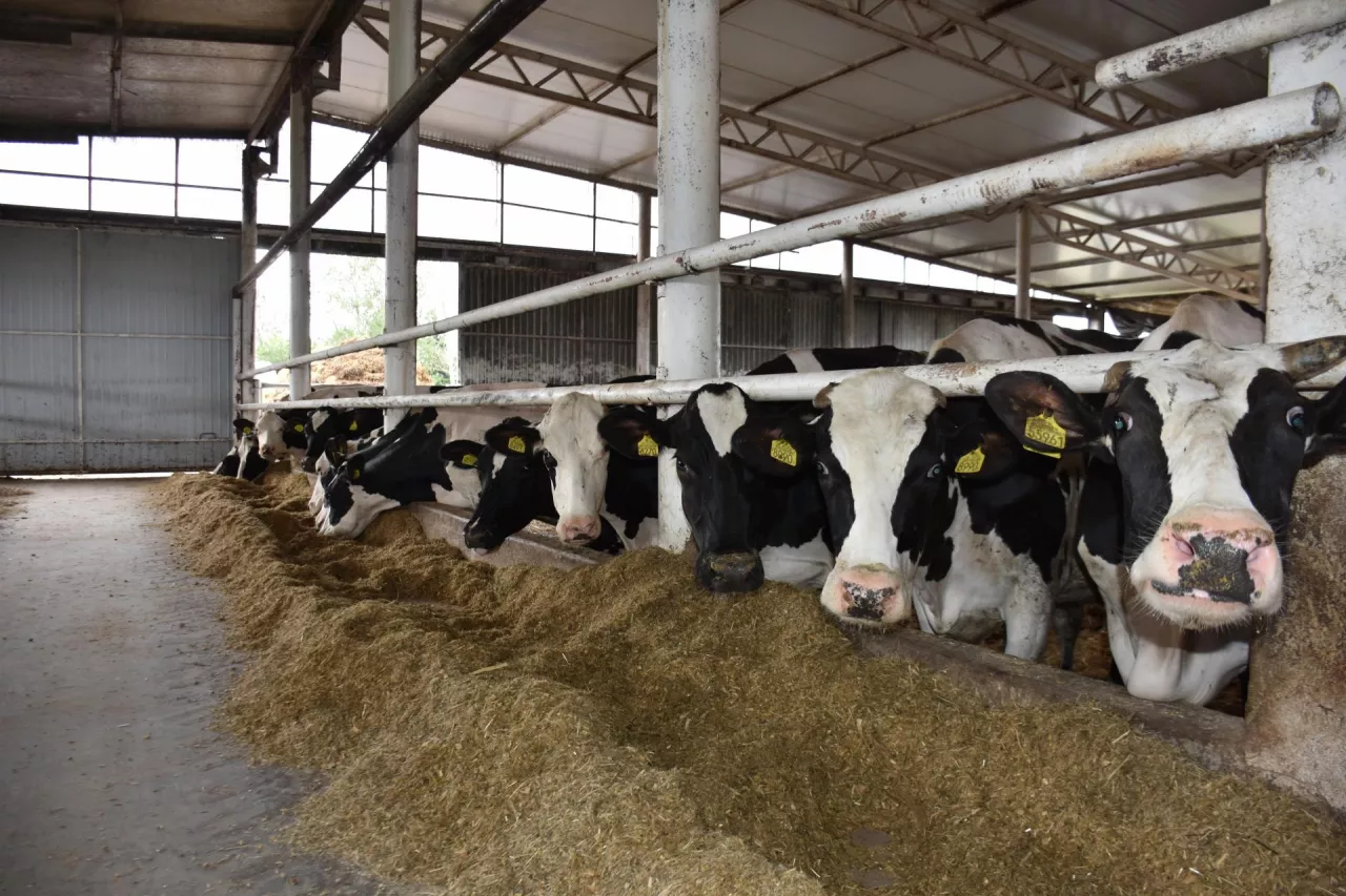 Przeciętna krowa dziennie zjada od 60 do 65 kg dawki TMR, w zależności od pory roku i wilgotności TMR-u