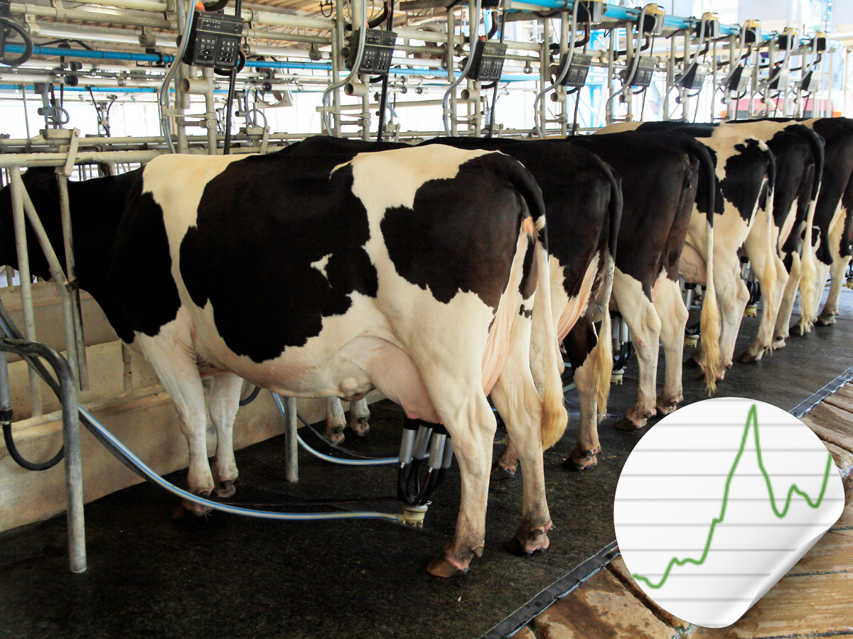 Ceny mleka w dół. Najgorsze dopiero przed nami? [Prognoza 2026]