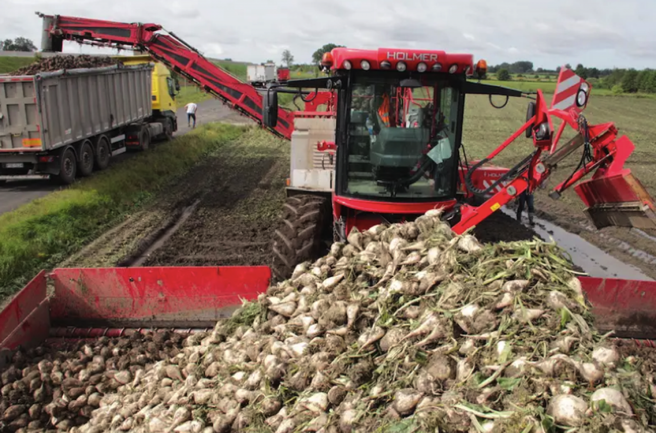 Nawet 18% zanieczyszczeń? Rolnicy żądają kontroli badań buraków