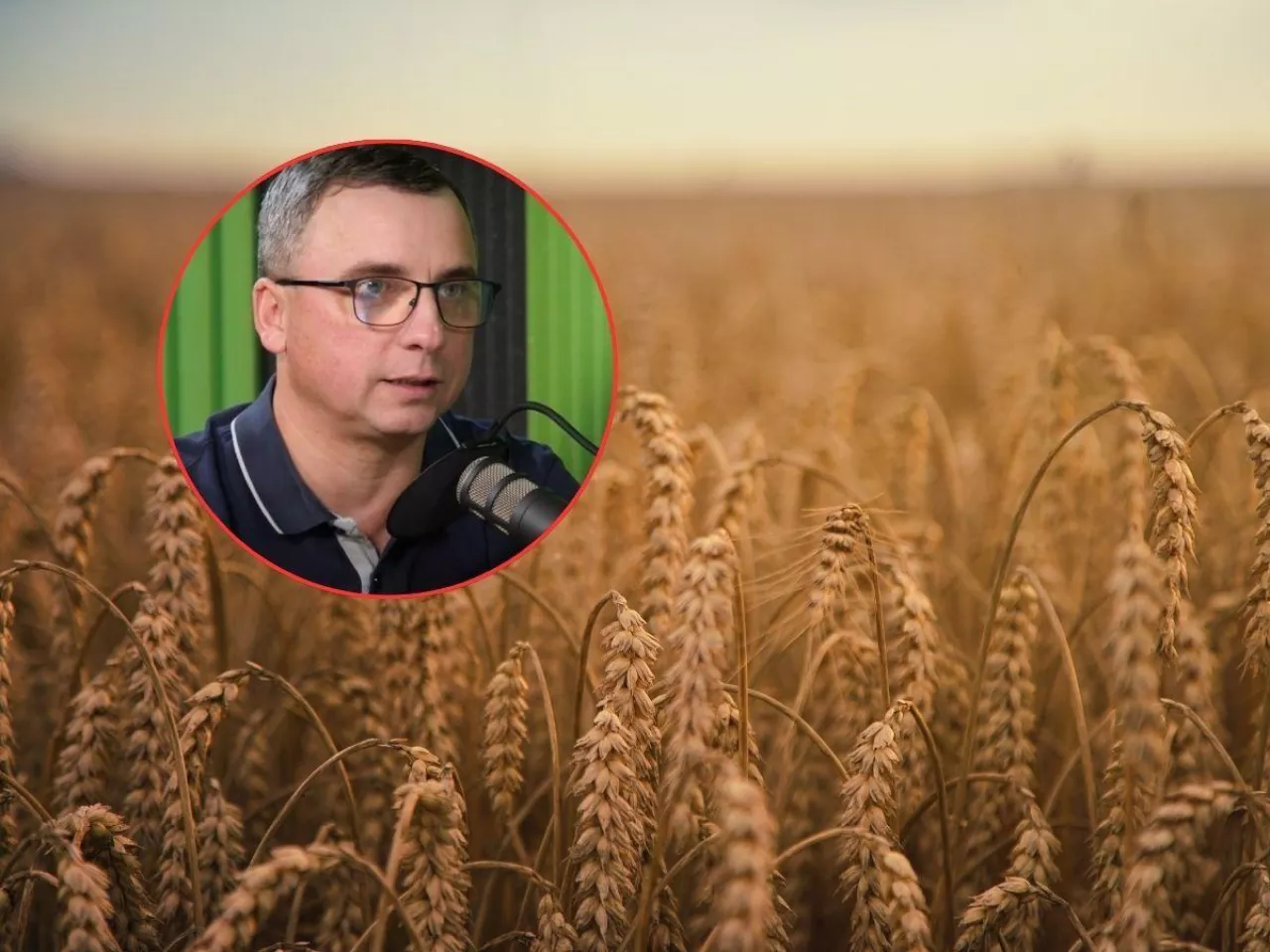 pole ze zbożem, twarz eksperta