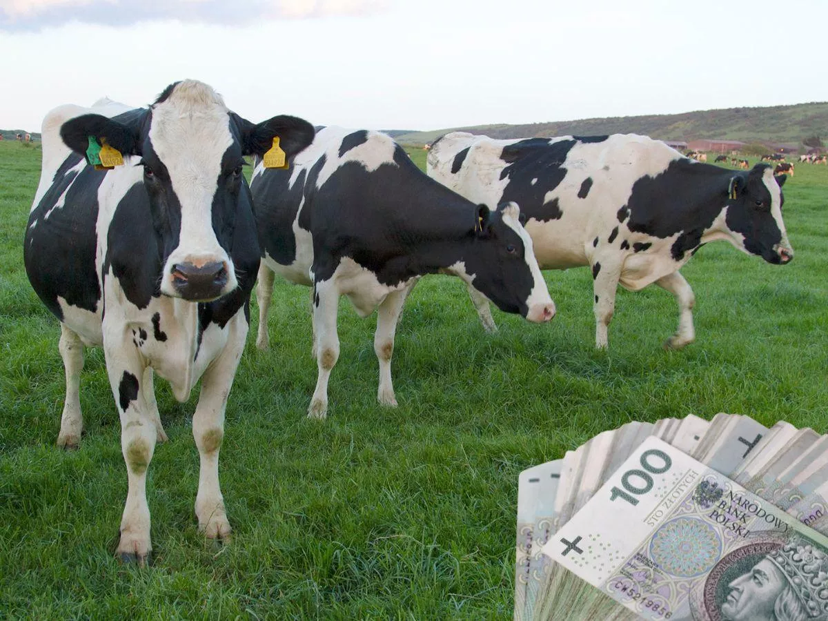 Ceny mleka spadły choćby o 80 gr. Najgorsze dopiero przed nami?