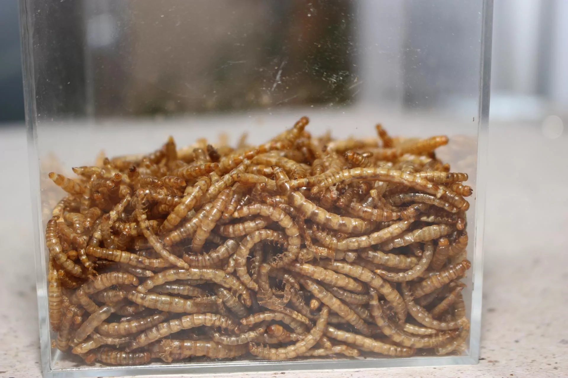 Owady w paszy dla świń. Dlaczego prosięta jedzą chętniej i są zdrowsze?