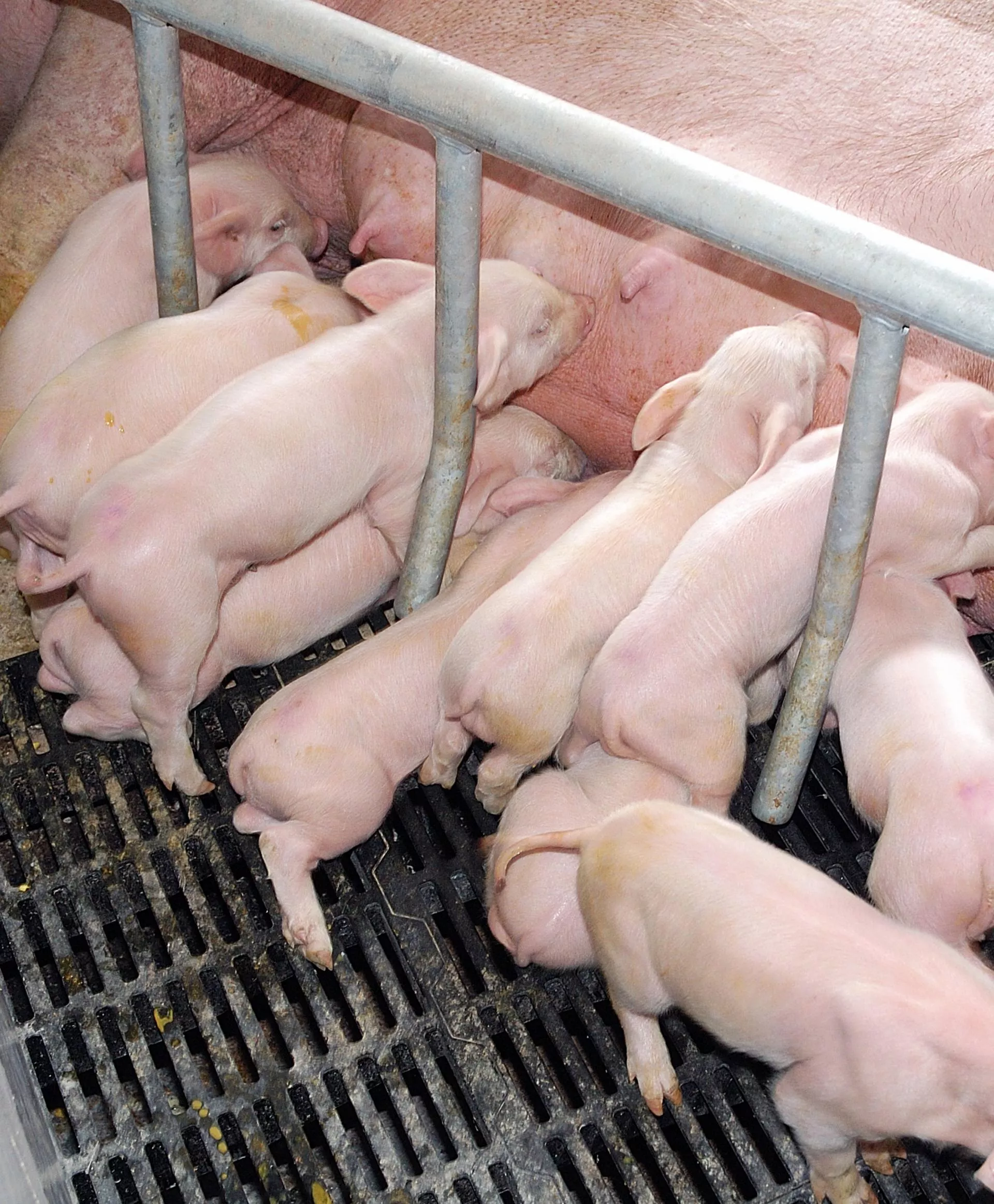 Pierwsze godziny decydują o wszystkim. Dlaczego siara ratuje prosięta?