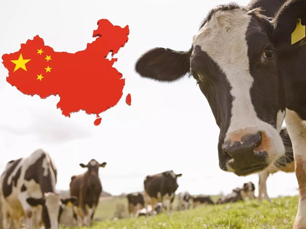 Chiny blokują mleko z Europy. Jakie konsekwencje dla rolników?