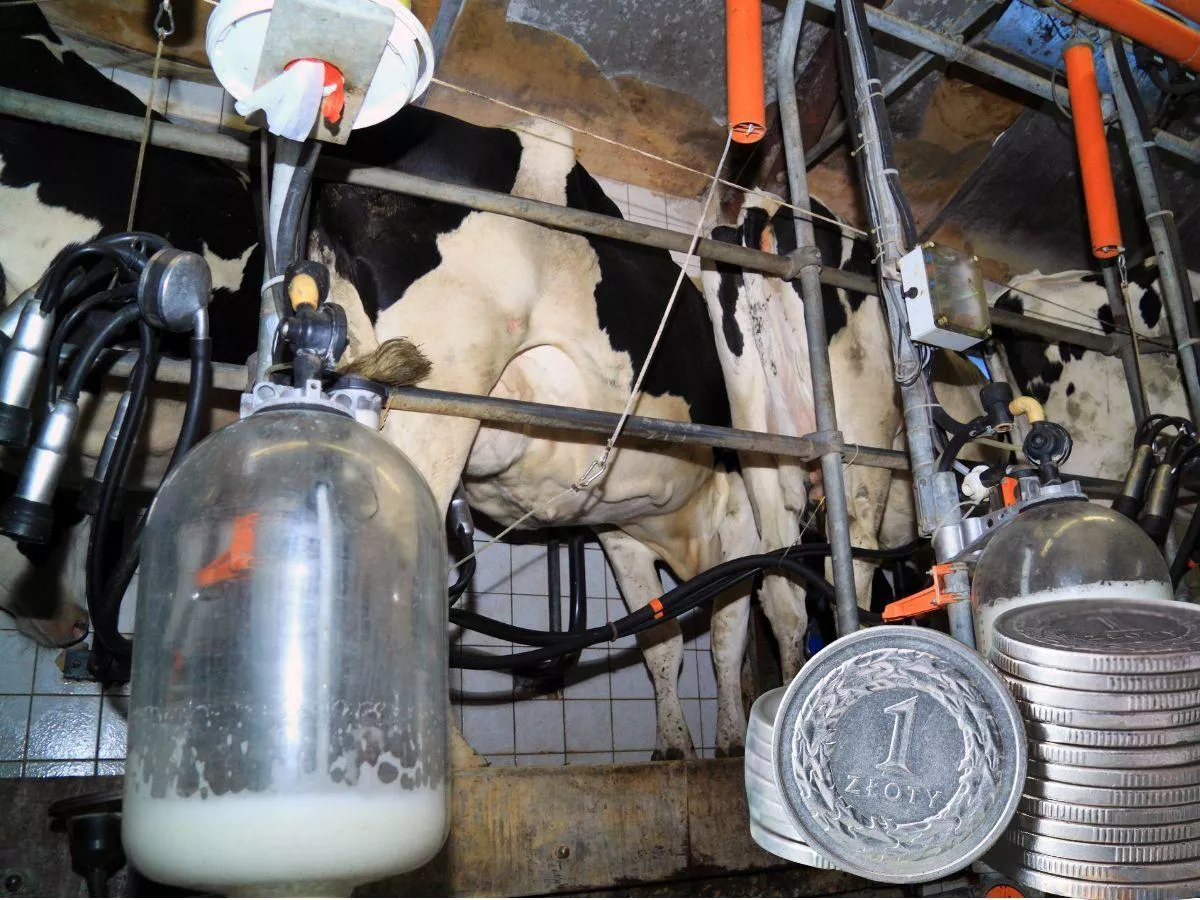 Ceny mleka w górę, ale problemy dopiero się zaczną. Co czeka rolników w 2026 roku?