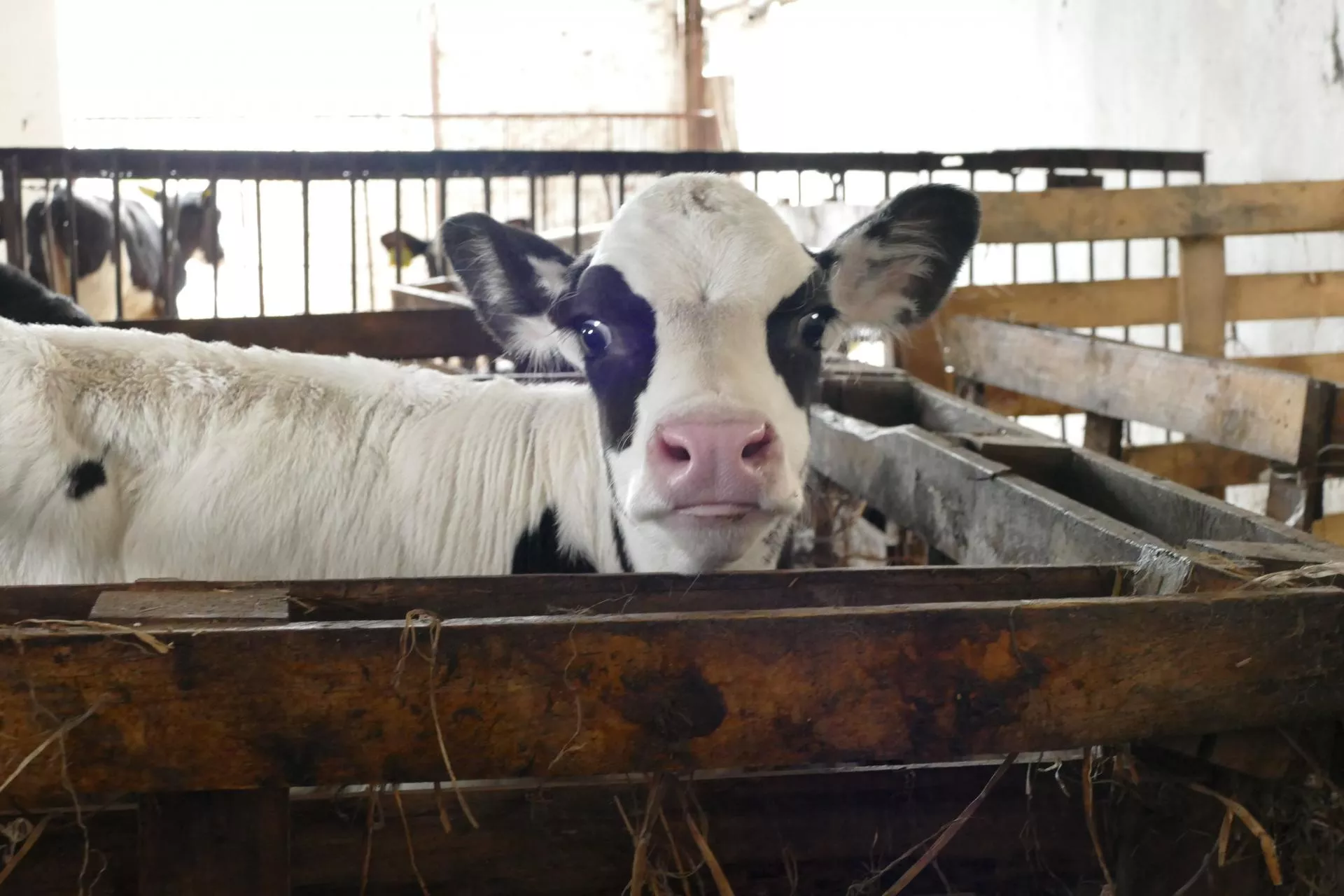 Cielę roni łzy? To norma. Groźniejsze jest coś innego