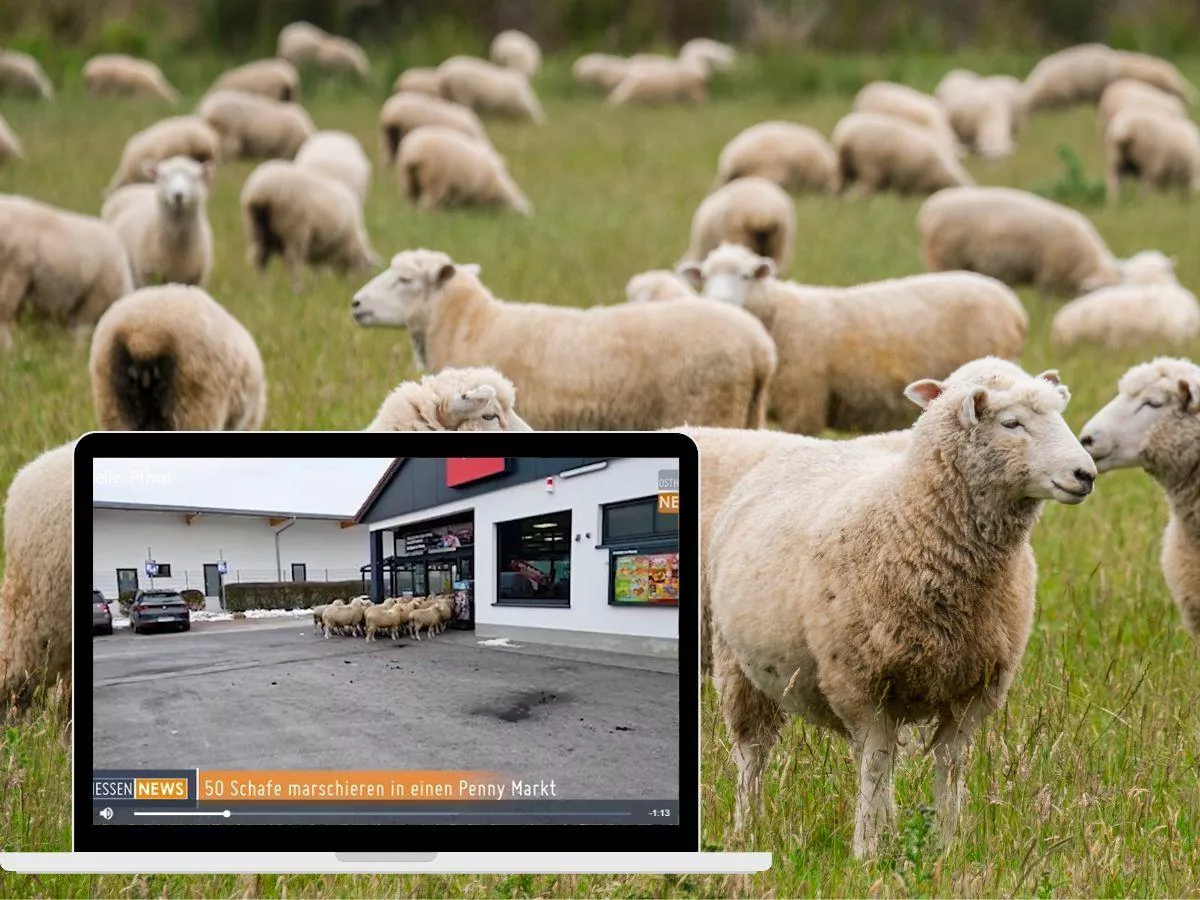 Owce weszły do supermarketu. Ludzie oniemieli, a sieć zrobiła coś zaskakującego