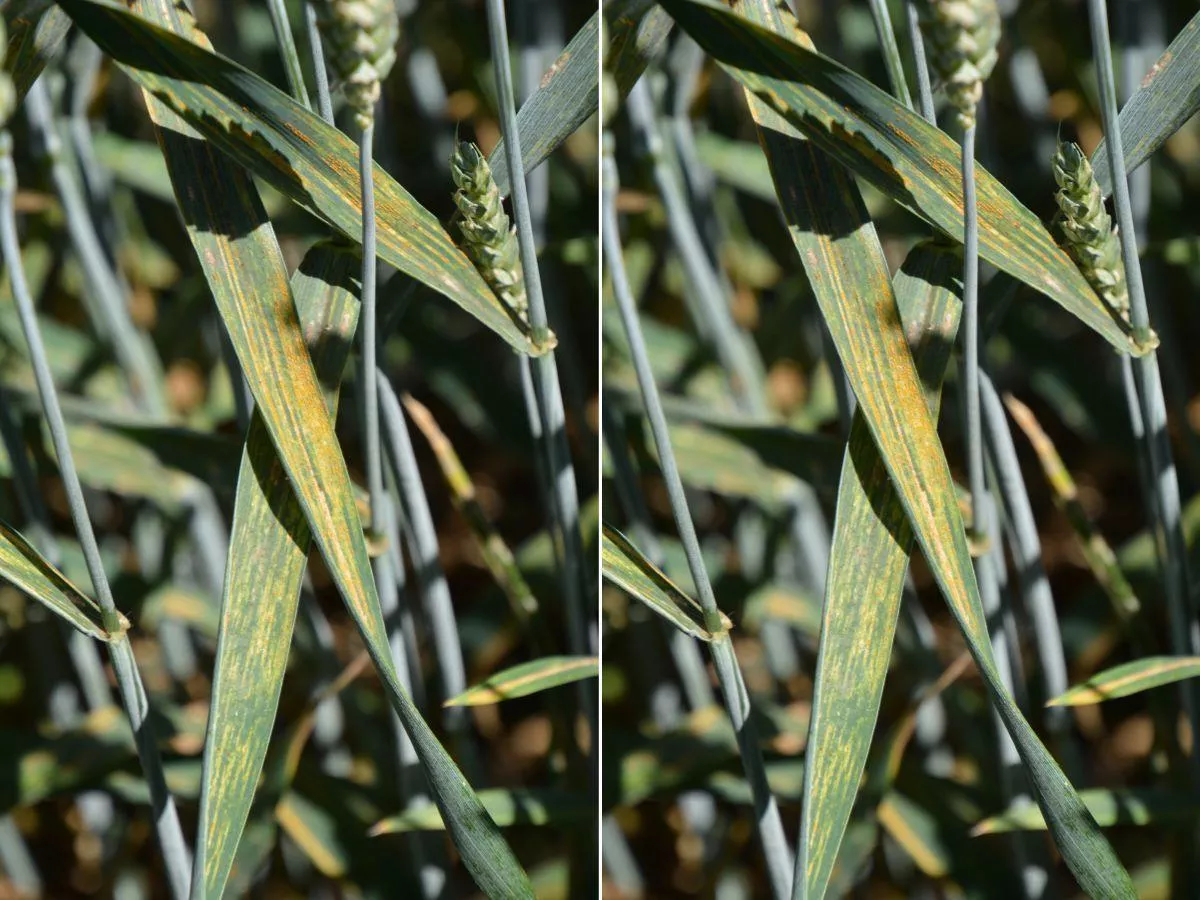 Ocieplenie sprzyja patogenom. Te choroby zbóż będą coraz groźniejsze