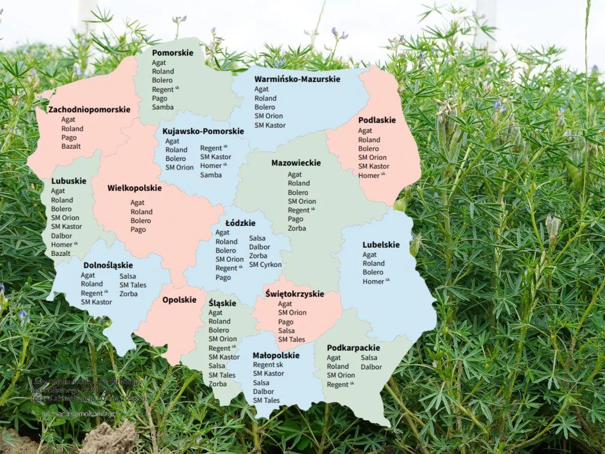 Łubin wąskolistny: które odmiany plonują najlepiej? [LOZ]