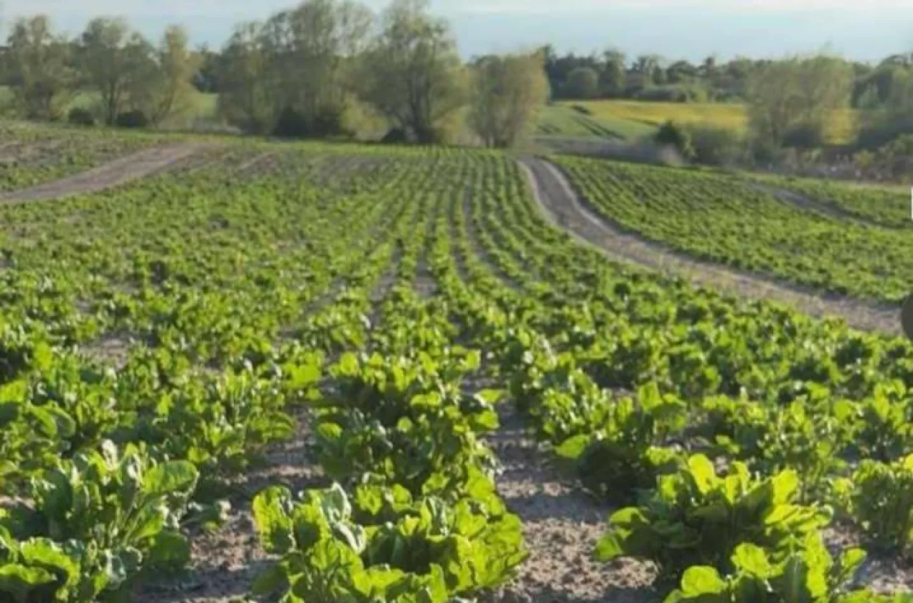 2 zł zamiast 9 za kilogram. Rolnicy załamani: „Mamy tym w piecu palić?”