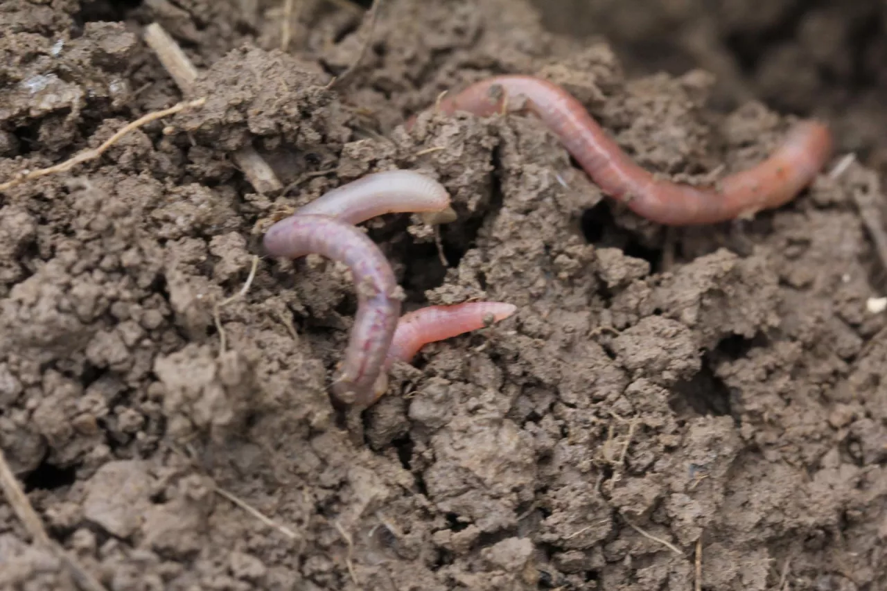 Dżdżownice w Głubczycach pszenica ciasteczkowa