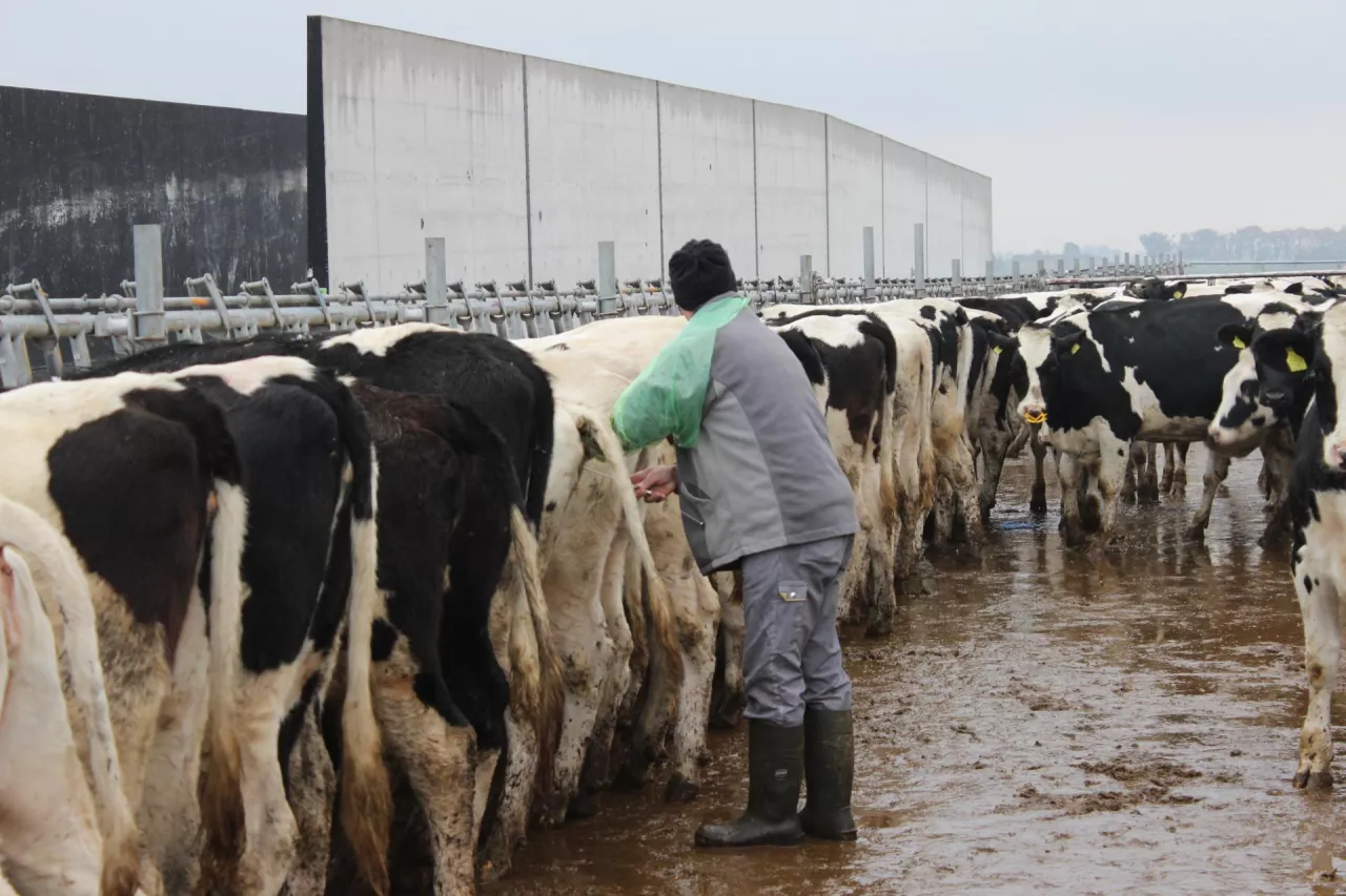 stado jałówek, rolnik inseminujący jedną z nich