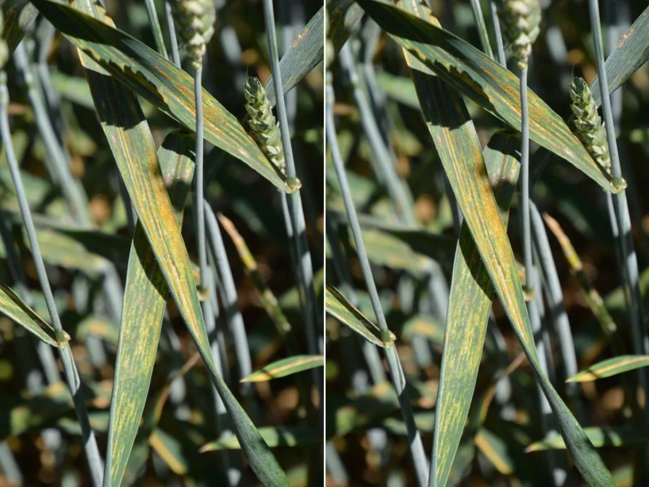 Ocieplenie sprzyja patogenom. Te choroby zbóż będą coraz groźniejsze