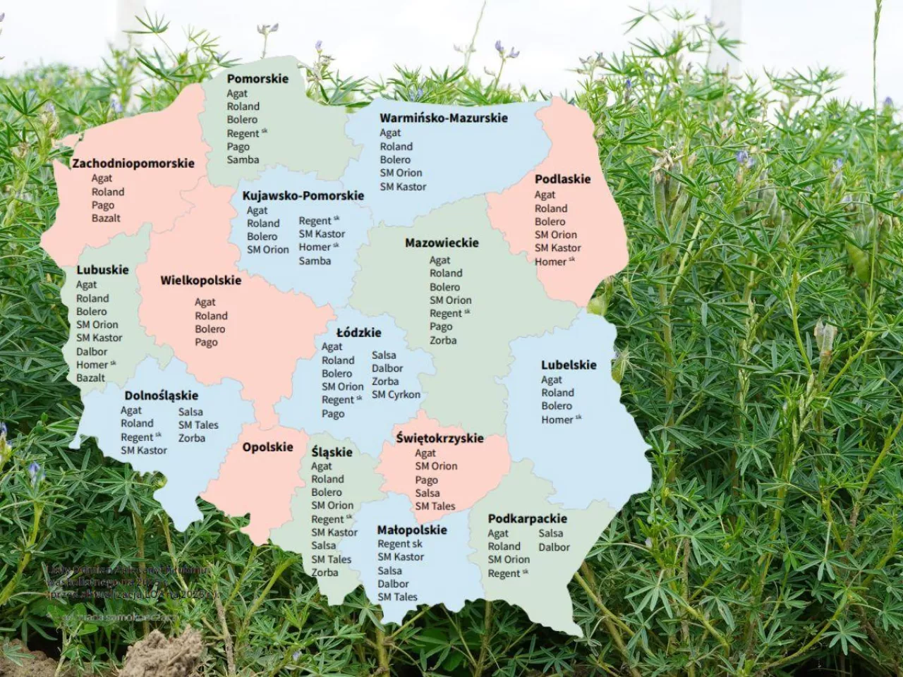 Łubin wąskolistny: które odmiany plonują najlepiej? [LOZ]