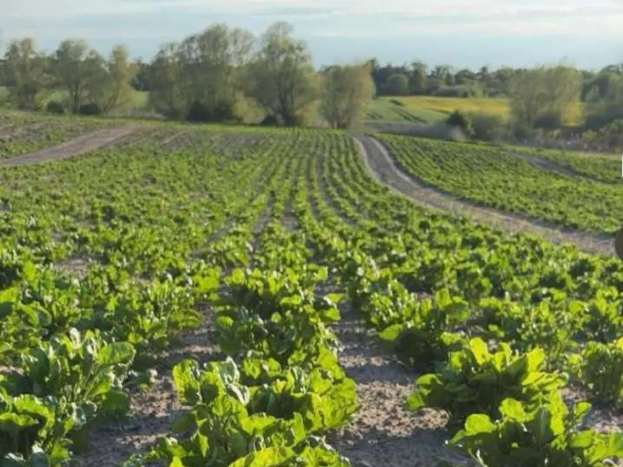 Plantatorzy materiału siewnego są dziś rozłożeni na łopatki