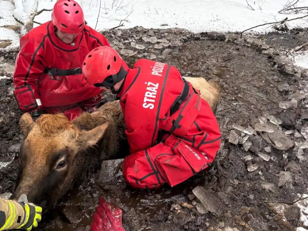 Dramatyczne chwile w Nowym Worowie. Strażacy ruszyli na ratunek uwięzionej krowie