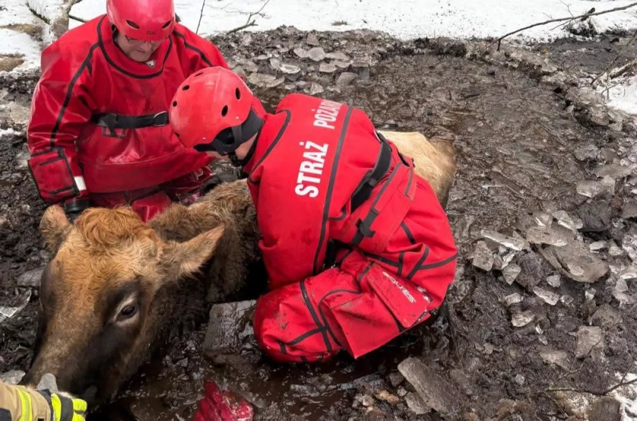 Dramatyczne chwile w Nowym Worowie. Strażacy ruszyli na ratunek uwięzionej krowie