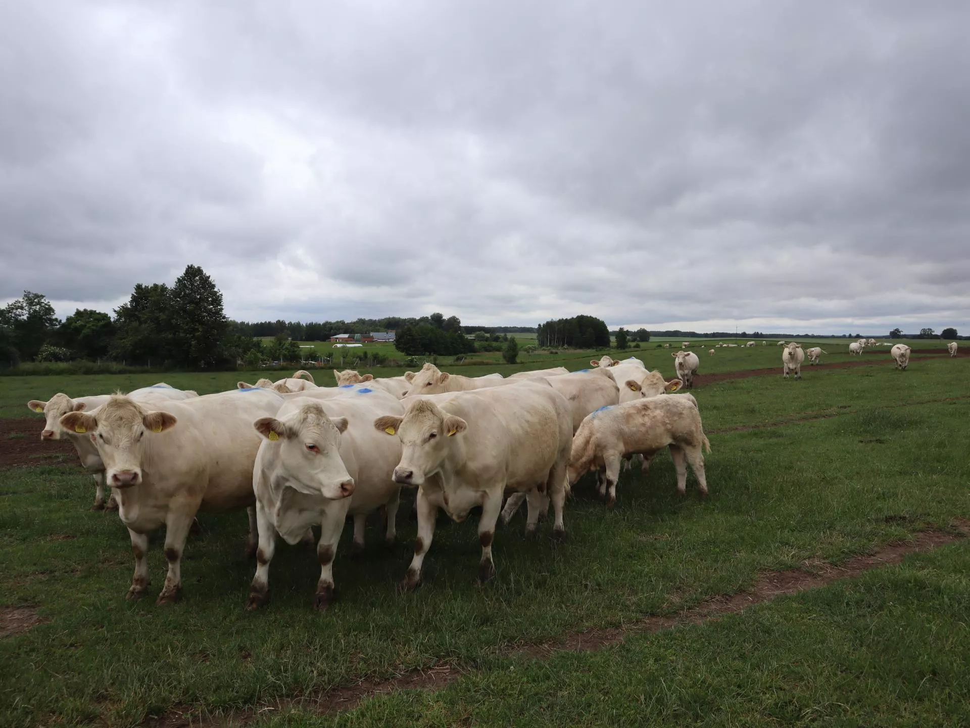 „Masz pomalować krowy farbą i liczyć na gminę?” – reakcja hodowców na poradnik