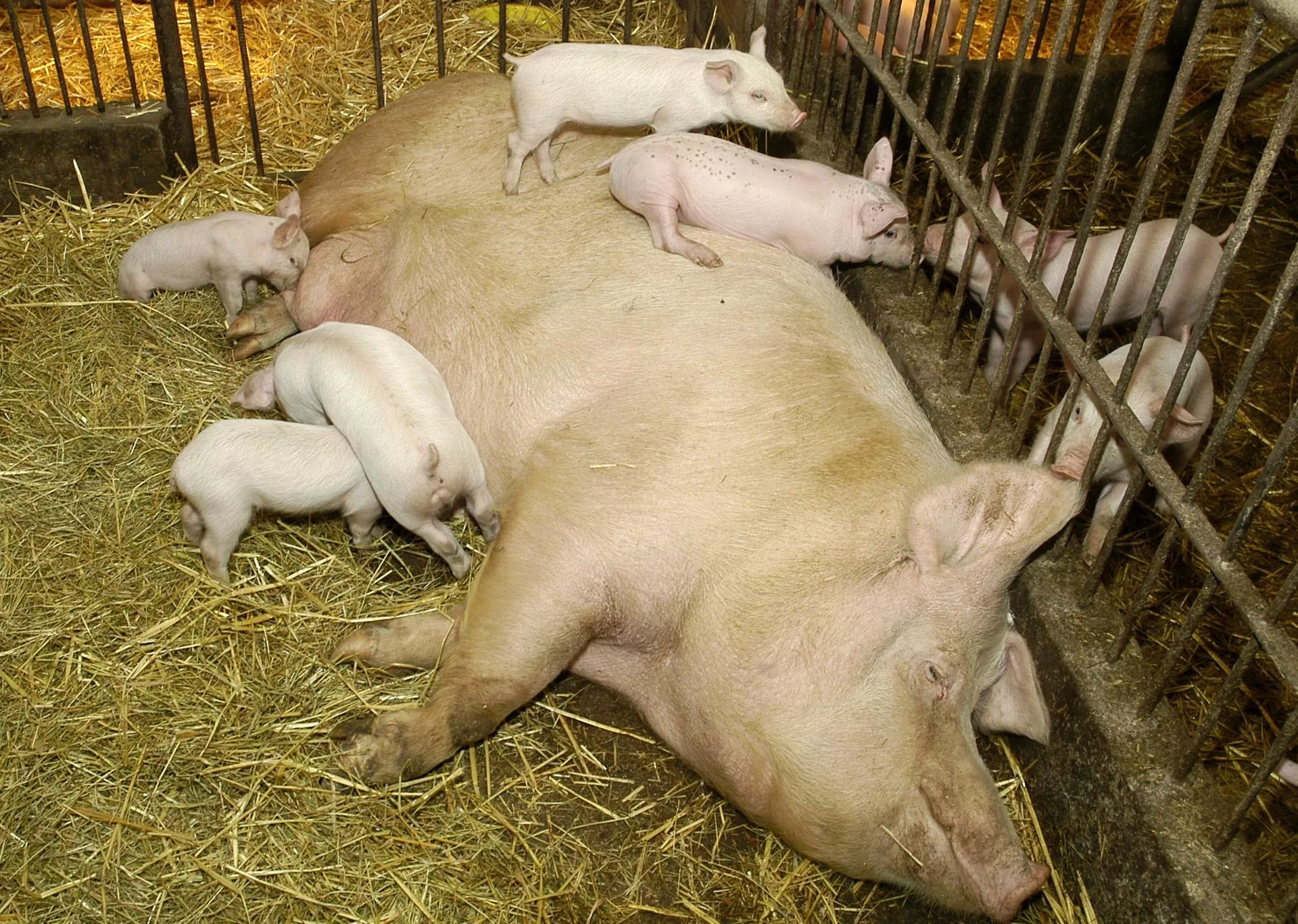 Będą dopłaty do loch? Jest już wniosek o nowy program