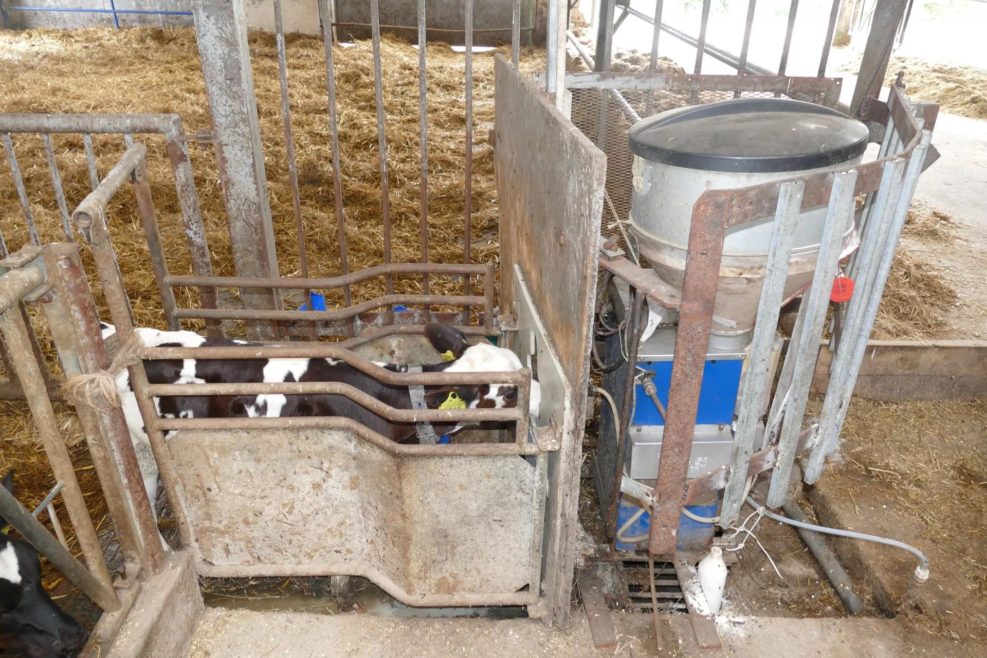 Tłustsze preparaty mlekozastępcze. Szybszy wzrost cieląt nie tylko zimą