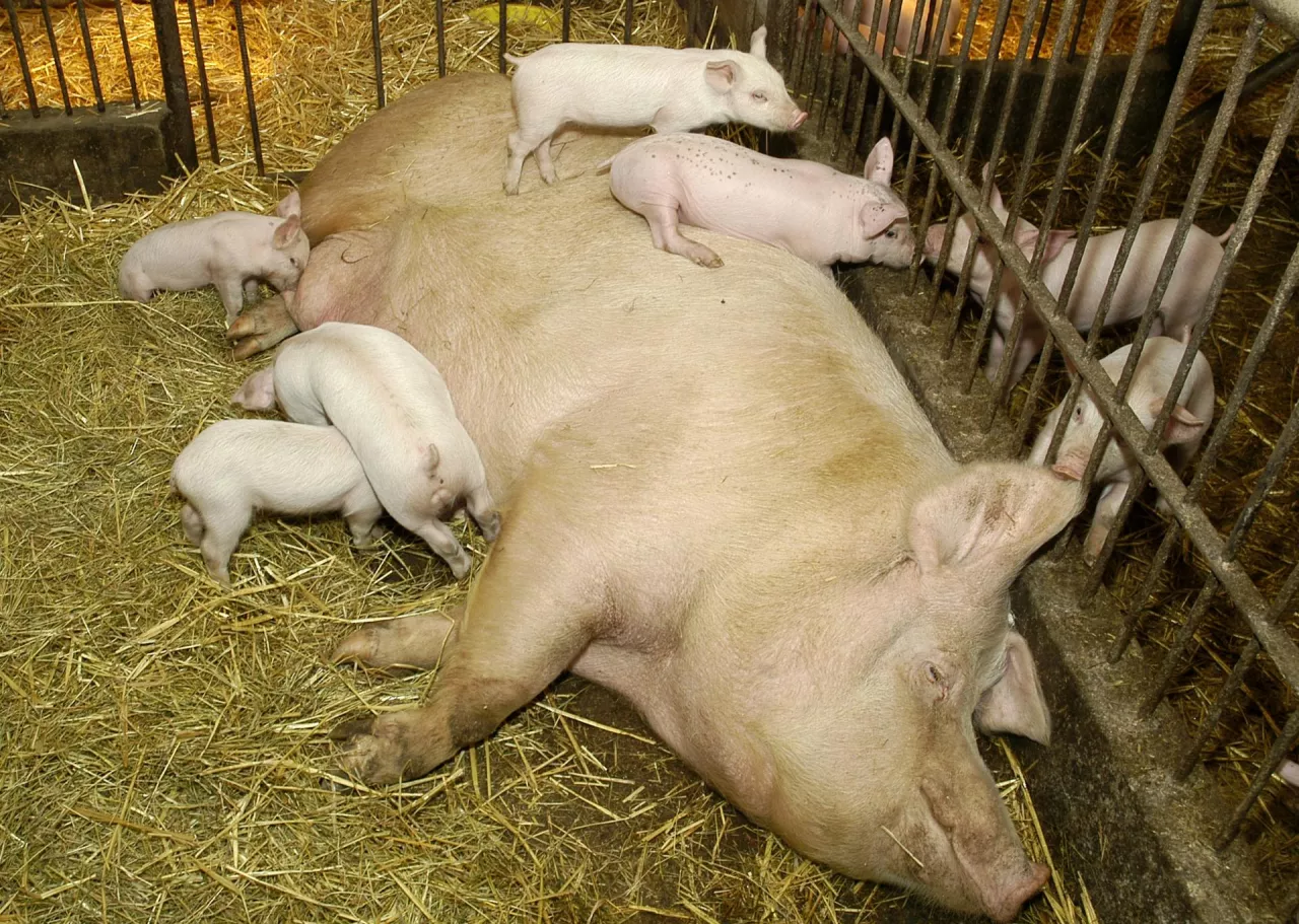 locha w kojcu bezjarzmowym 