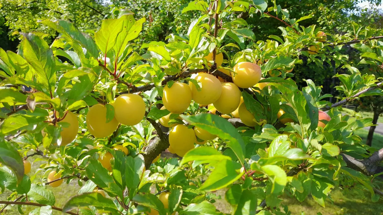 Śliwa wiśniowa, czyli ałycza