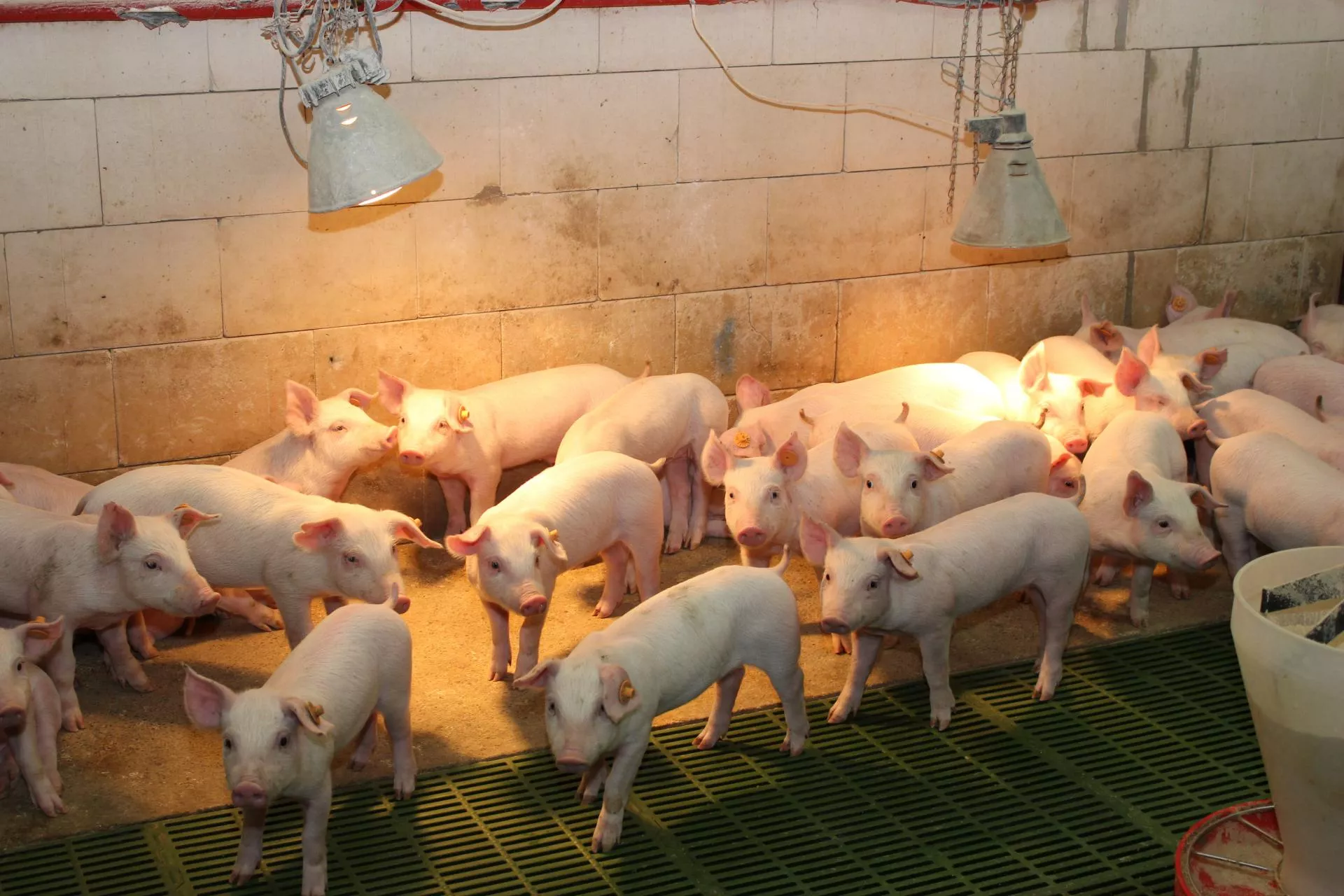 Pasożyty obniżają przyrosty. choćby 90% świń może być zakażonych