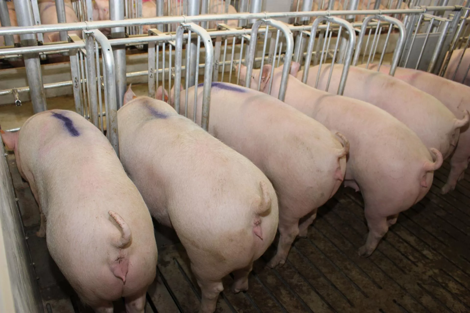 Cykl 5-tygodniowy w chlewni. Mniej chorób i większe partie prosiąt