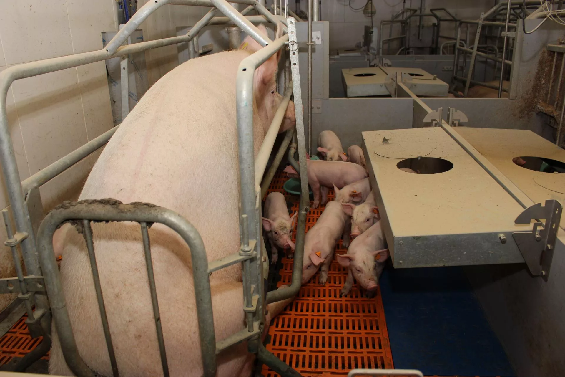 Włókno w paszy dla świń. Balast czy klucz do zdrowia loch i prosiąt?