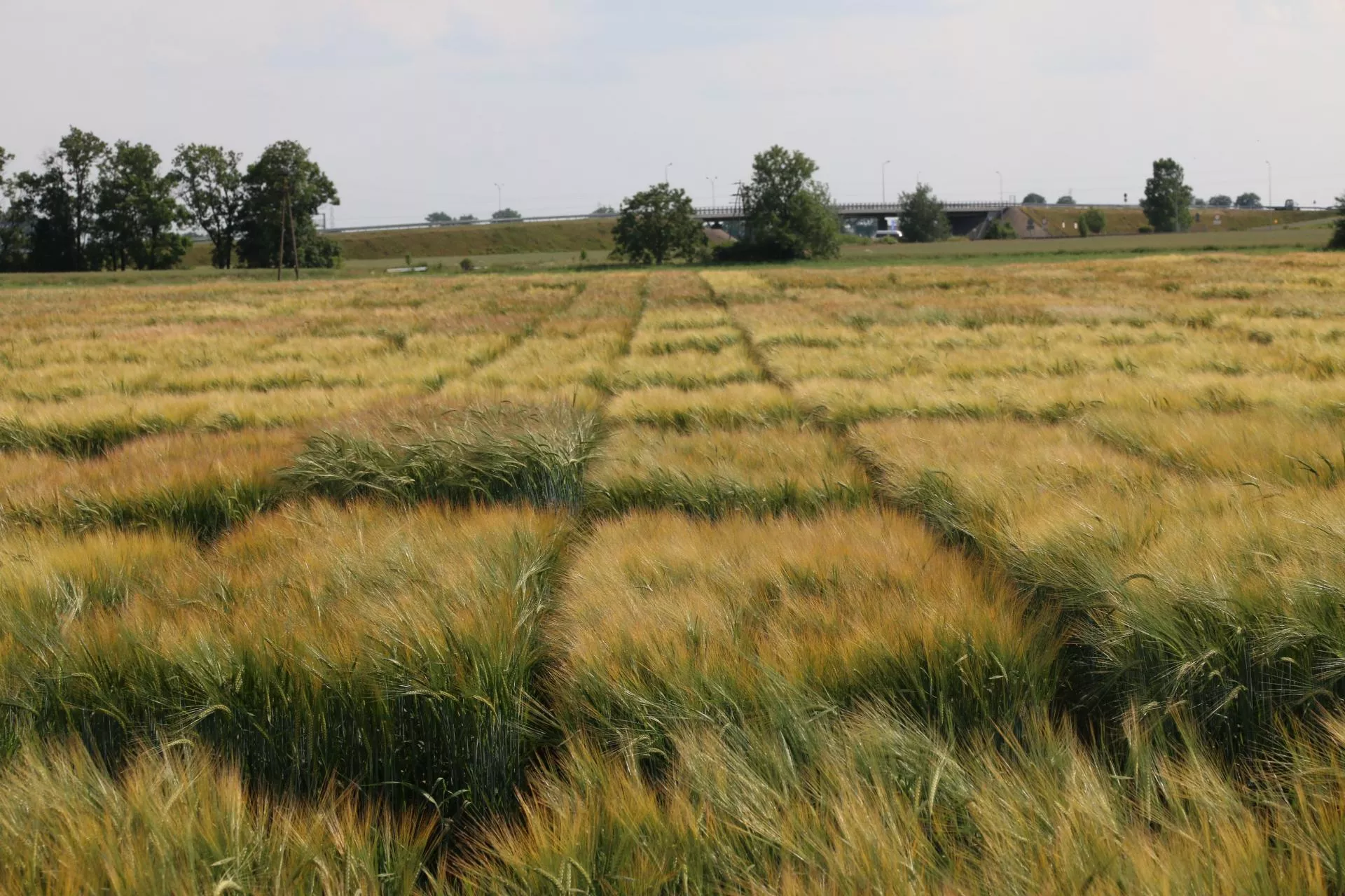 Zmiany w jęczmieniu browarnym. Odmiany Syngenty przejmuje RAGT