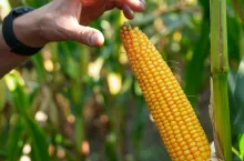 Liczba FAO, a sukces uprawy kukurydzy