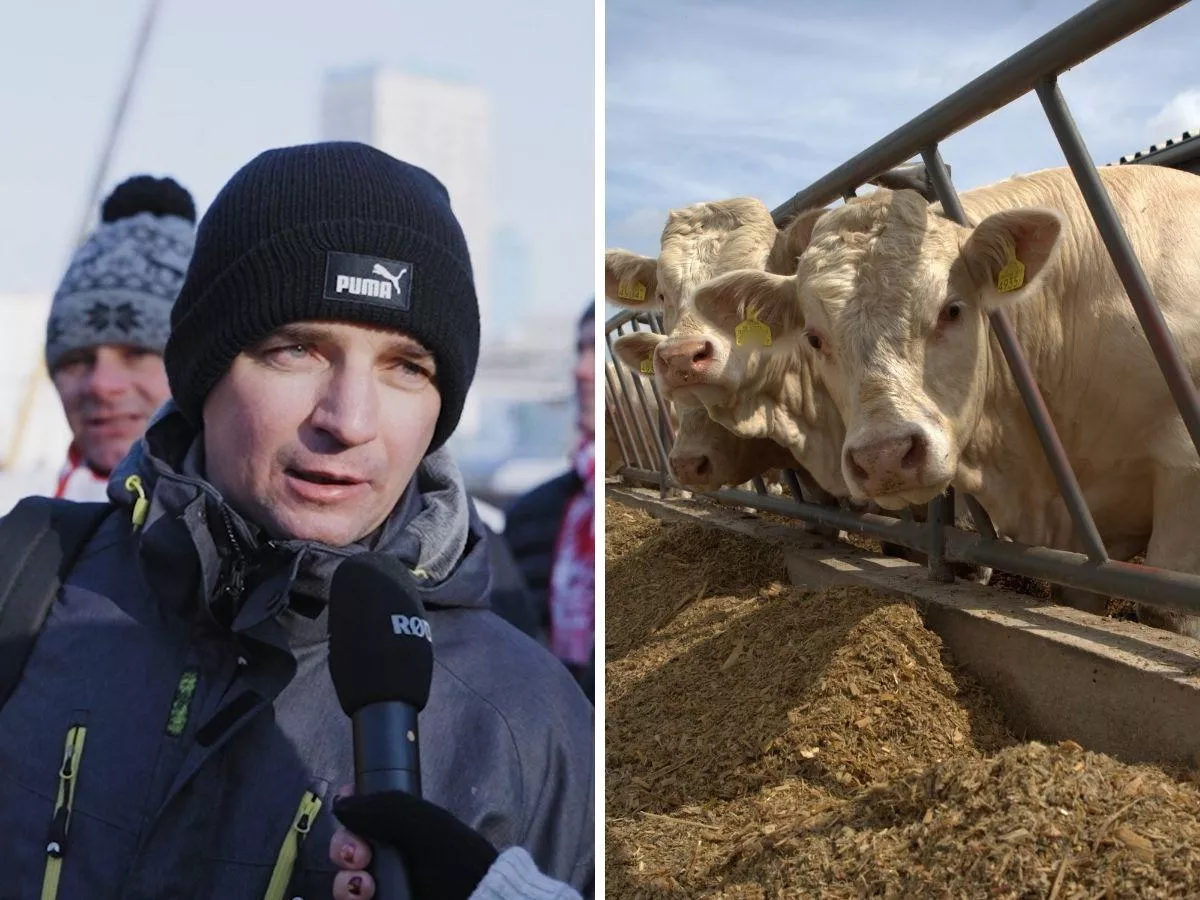 „Położą nam bydło i drób”. Rolnik z Opolszczyzny ostrzega przed decyzją Brukseli