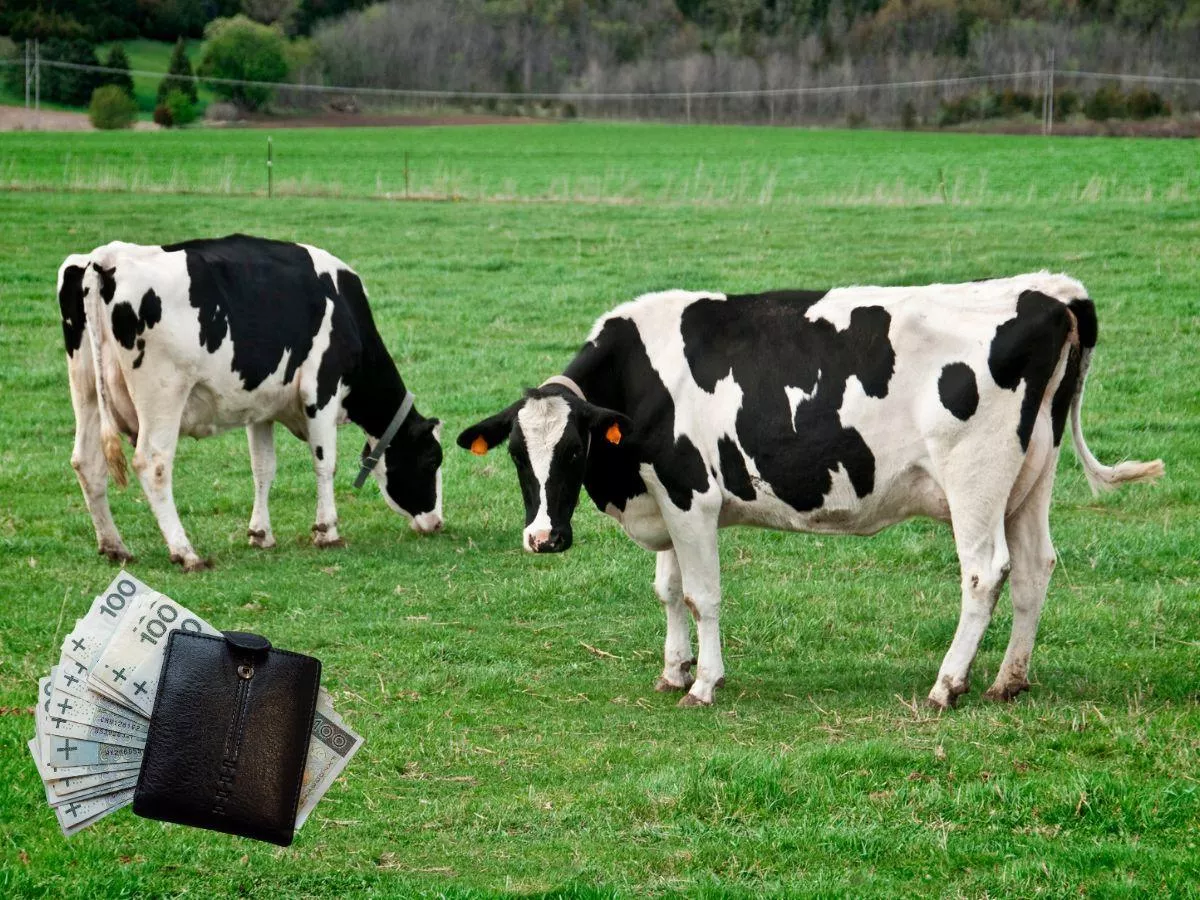 Tanie mleko, Chiny i Mercosur. 2026 rok będzie testem dla polskich rolników