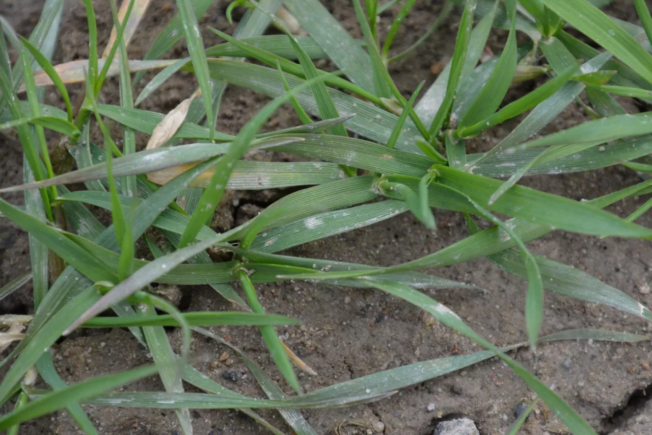 rośliny pszenicy nalot na liściach