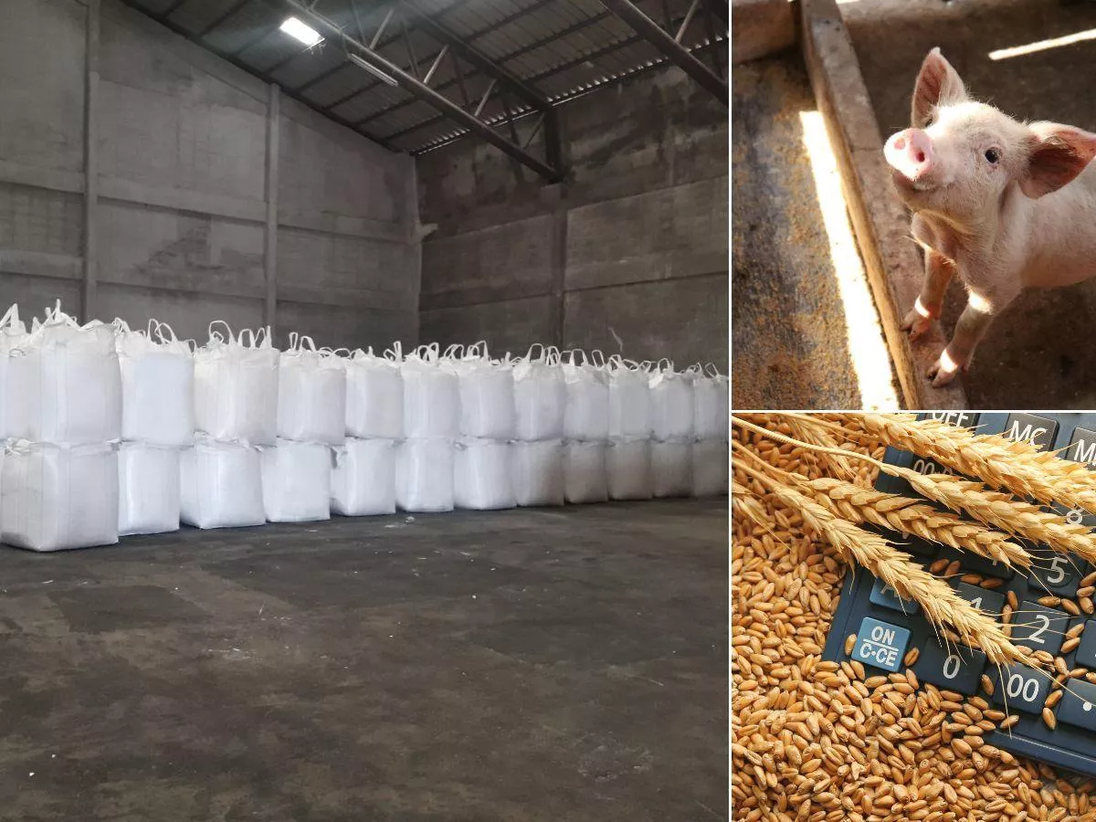 Ceny zbóż w górę, trzoda tanieje, saletra drożeje. Jak reagują rzepak i bydło? [Raport rynkowy 16.01.2026 r.]