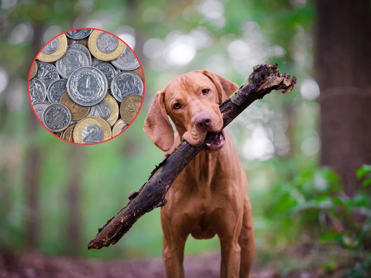 Masz psa? Sprawdź, ile wynosi podatek w 2026 roku