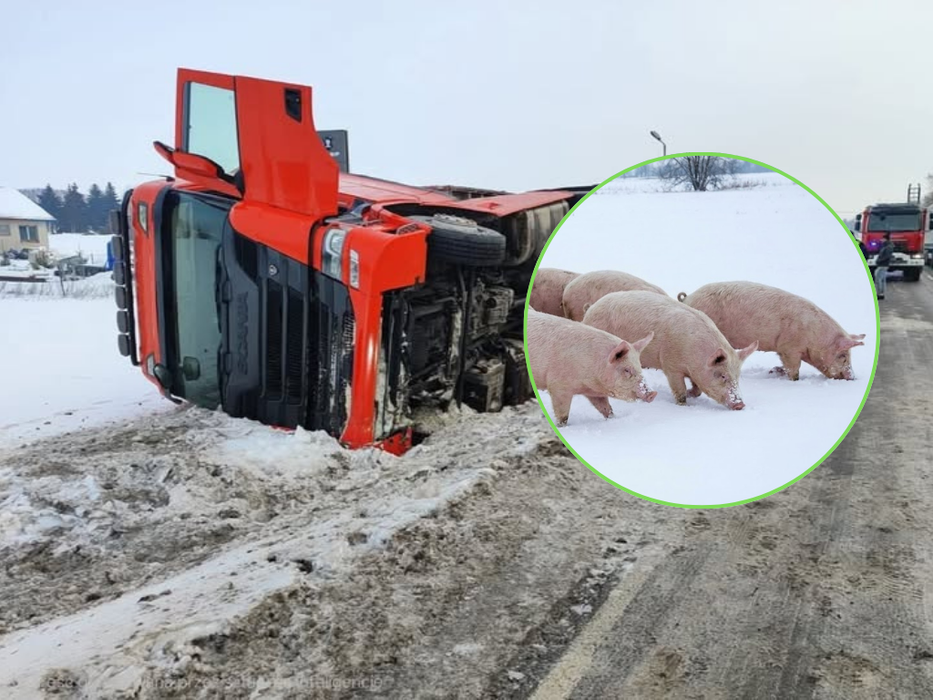 Martwe świnie w śniegu. Dramat pod Iławą
